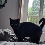 Picture of cat lost at Maidieres