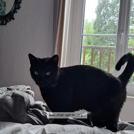 Photo 1/1 Rebond Chat lost in Maidieres