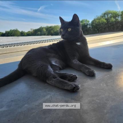 Photo 1/1 Clochette Chat lost in Amfreville sous les monts