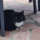 Picture of cat lost at Gace