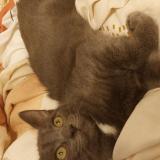 Picture of cat lost at Aubiere