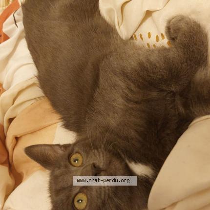 Photo 1/1 VOX Chat lost in Aubiere