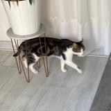 Picture of cat lost at Hyeres