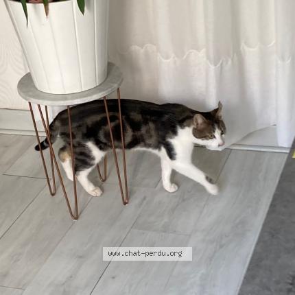 Photo 1/1 ZEBULON Chat lost in Hyeres