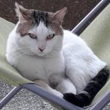 Picture of cat lost at Thiais