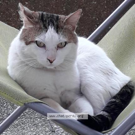 Photo 1/1 Bouboul Chat lost in Thiais