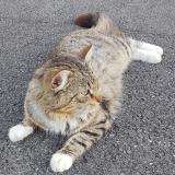 Picture of cat lost at Douai Frais Marais