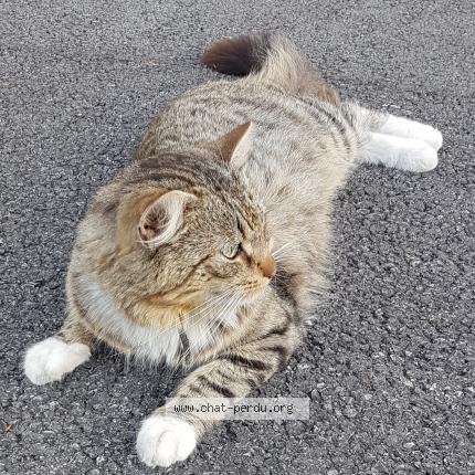 Photo 1/1 Gratouille Chat lost in Douai frais marais