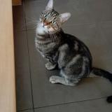Picture of cat lost at Berstett
