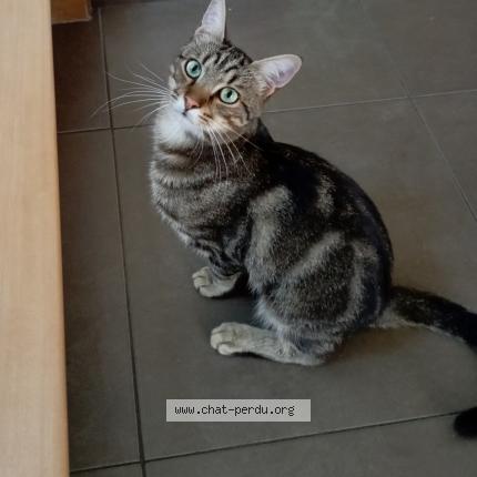 Photo 1/1 Gizmo Chat lost in Berstett