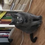 Picture of cat lost at Wasselonne