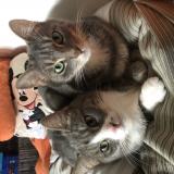 Picture of cat lost at Mantes La Ville