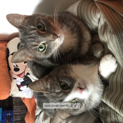 Photo 1/1 June Chat lost in Mantes la ville