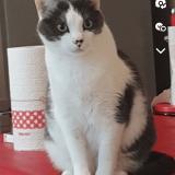 Picture of cat lost at Montgeron