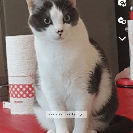 Photo 1/1 Grisouille Chat lost in Montgeron