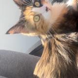 Picture of cat lost at Pessac