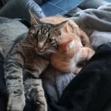 Picture of cat lost at Viel Saint Remy