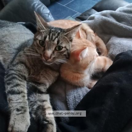 Photo 1/1 Elliot Chat lost in Viel saint remy