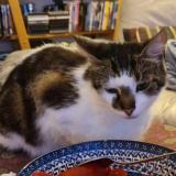 Picture of cat lost at Vouneuil Sous Biard