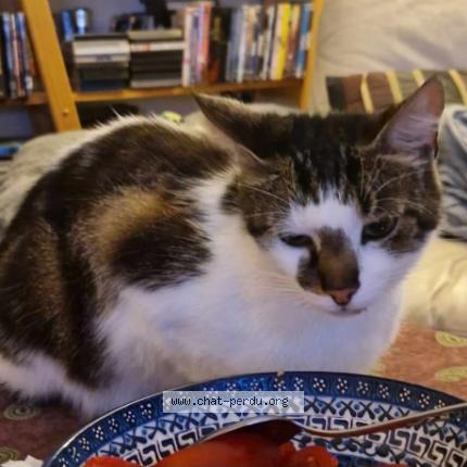 Photo 1/1 CROQUETTE Icad Onyx Chat lost in Vouneuil sous biard