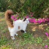 Picture of cat lost at Ares