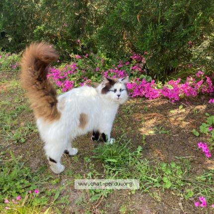 Photo 1/1 Cat reunited Lost in Ares