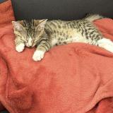 Picture of cat lost at Tallende