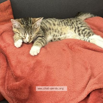 Photo 1/1 Pims Chat lost in Tallende