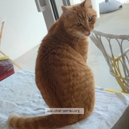 Photo 1/1 Muffin Chat lost in Poissy