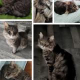 Picture of cat lost at Lozinghem