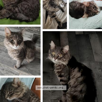 Photo 1/5 Frimousse Chat lost in Lozinghem