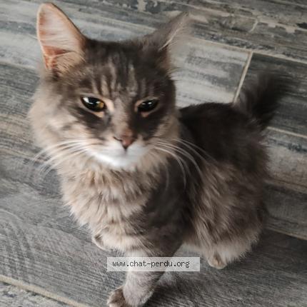 Photo 2/5 Frimousse Chat lost in Lozinghem