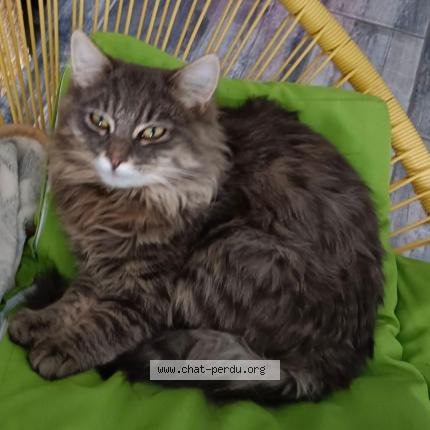 Photo 3/5 Frimousse Chat lost in Lozinghem