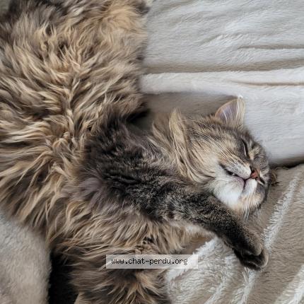 Photo 4/5 Frimousse Chat lost in Lozinghem