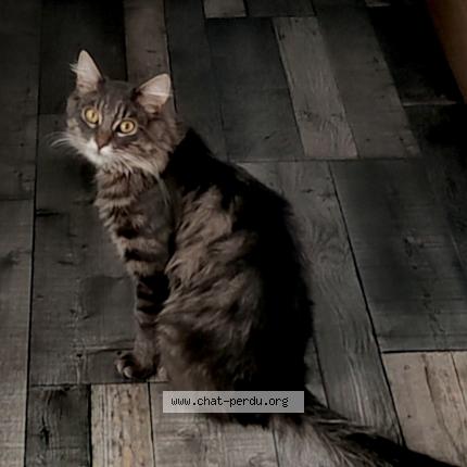 Photo 5/5 Frimousse Chat lost in Lozinghem