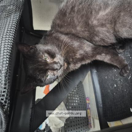Photo 1/1 Cat reunited Found in Abbeville
