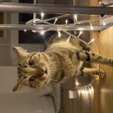 Picture of cat lost at Allauch