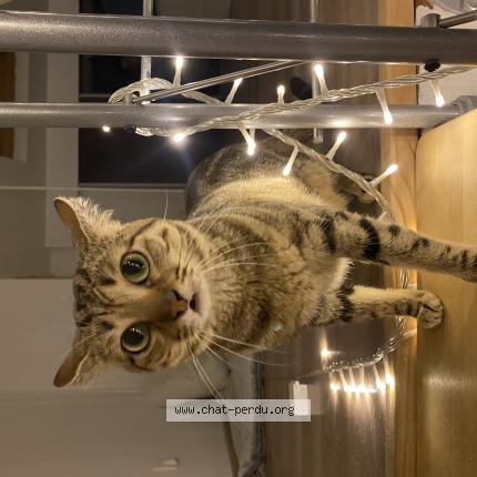 Photo 1/1 Polak Chat lost in Allauch