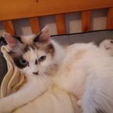 Picture of cat lost at Aire Sur L Adour