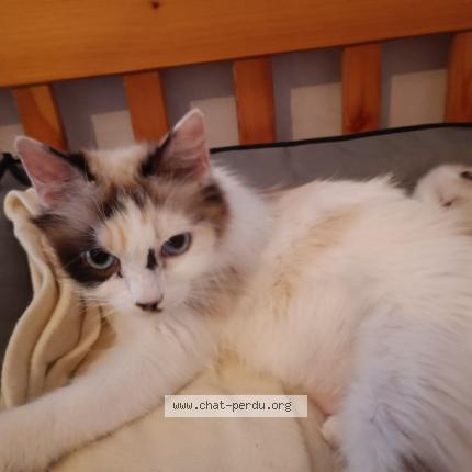 Photo 1/1 Sol&eacute;a Chat lost in Aire sur l adour