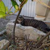 Picture of cat lost at Sorgues