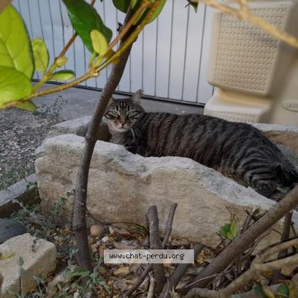 Photo 1/1 Princesse Chat lost in Sorgues