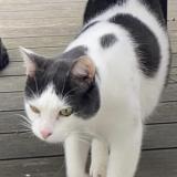 Picture of cat lost at Elancourt