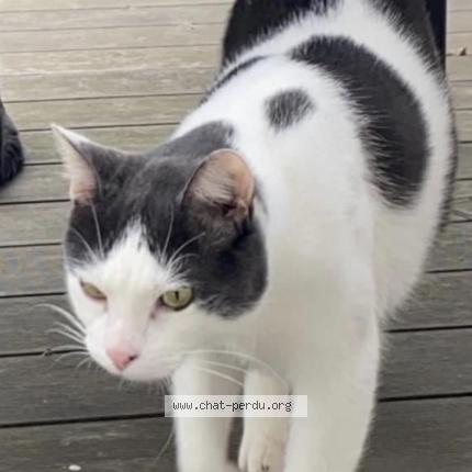 Photo 1/1 L&eacute;o Chat lost in Elancourt