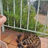 Picture of cat lost at Le Soler