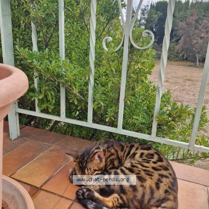 Photo 1/1 Saphir Chat lost in Le soler