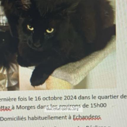 Photo 1/1 R&eacute;glisse Chat lost in Morges