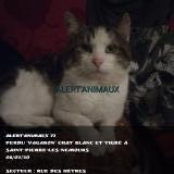 Picture of cat lost at Saint Pierre Les Nemours