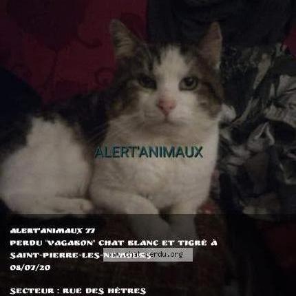 Photo 1/2 Vagabond Chat lost in Saint pierre les nemours