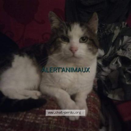 Photo 2/2 Vagabond Chat lost in Saint pierre les nemours